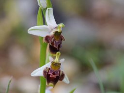Ophrys_dodekanensis_Double_pont_du_Gaidouras